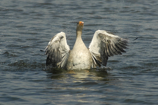 greylag goose, greylag geese-3.jpg - GREYLAG GOOSE - HORNSEA MERE, E.YORKS - 19.9.08